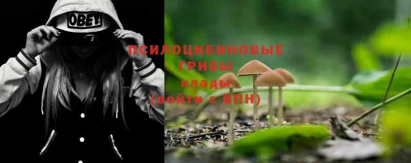 купить   Нахабино  Галлюциногенные грибы Psilocybine cubensis 